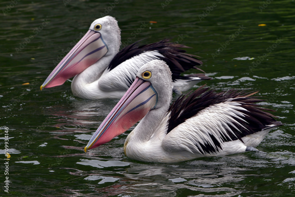 a group of Australian pelicans swimming in a pool a group of Australian pelicans swimming in a pool