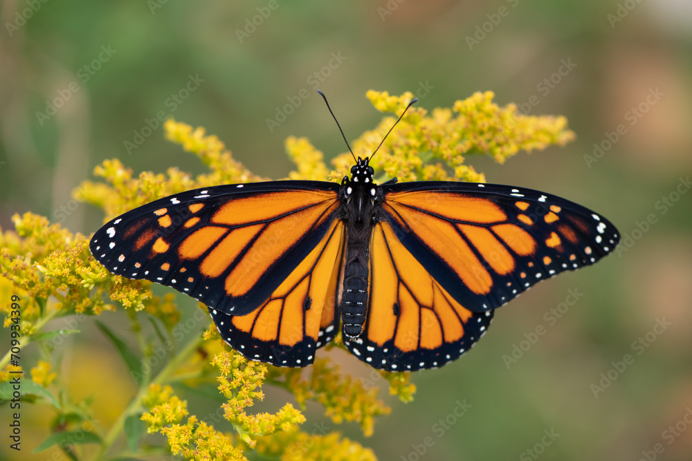 monarch butterfly on goldenrod monarch butterfly on goldenrod