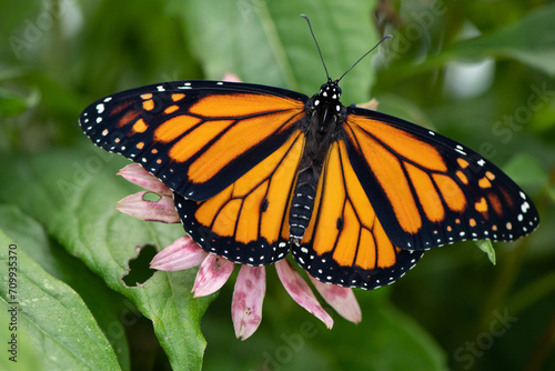 monarch butterfly on flower open wings