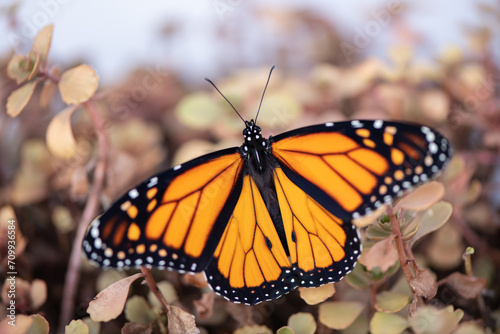 monarch butterfly on a flower © SarahJeanGreen