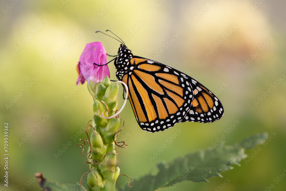 monarch butterfly on a pink flower