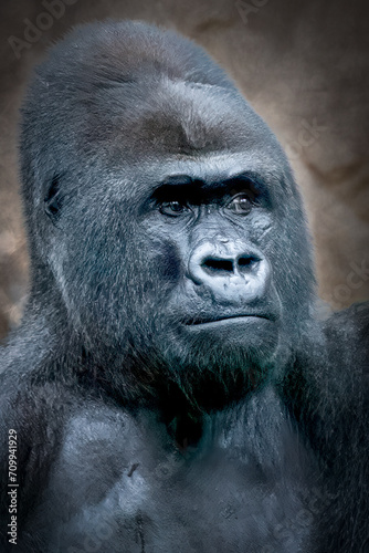 close-up portrait of a male gorilla © Ralph Lear