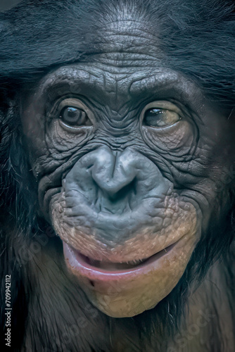 close-up face frontal view of a monkey