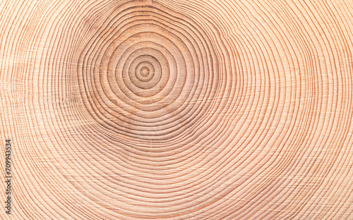 Growth rings of a spruce tree, horizontal cross section, cut through the dried trunk of an European spruce tree, Picea abies, showing annual or tree rings. A new layer of wood is added every year.