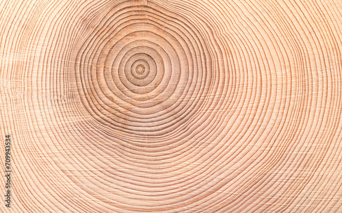 Wallpaper Mural Growth rings of a spruce tree, horizontal cross section, cut through the dried trunk of an European spruce tree, Picea abies, showing annual or tree rings. A new layer of wood is added every year. Torontodigital.ca