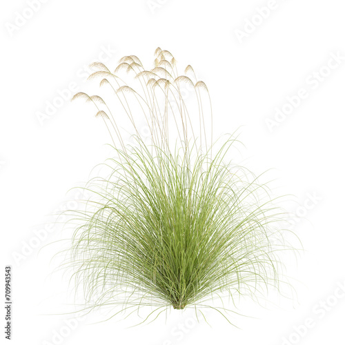 3d illustration of Cortaderia richardii grass isolated on transparent background