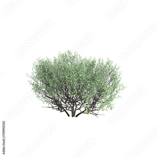 3d illustration of Corokia cotoneaster bush isolated on transparent background