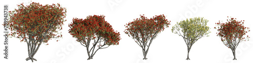 3d illustration of set Metrosideros excelsa tree isolated on transparent background photo