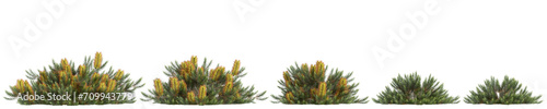 3d illustration of set Banksia spinulosa bush isolated on transparent background