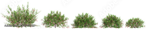 3d illustration of set Correa dusky bells bush isolated on transparent background photo