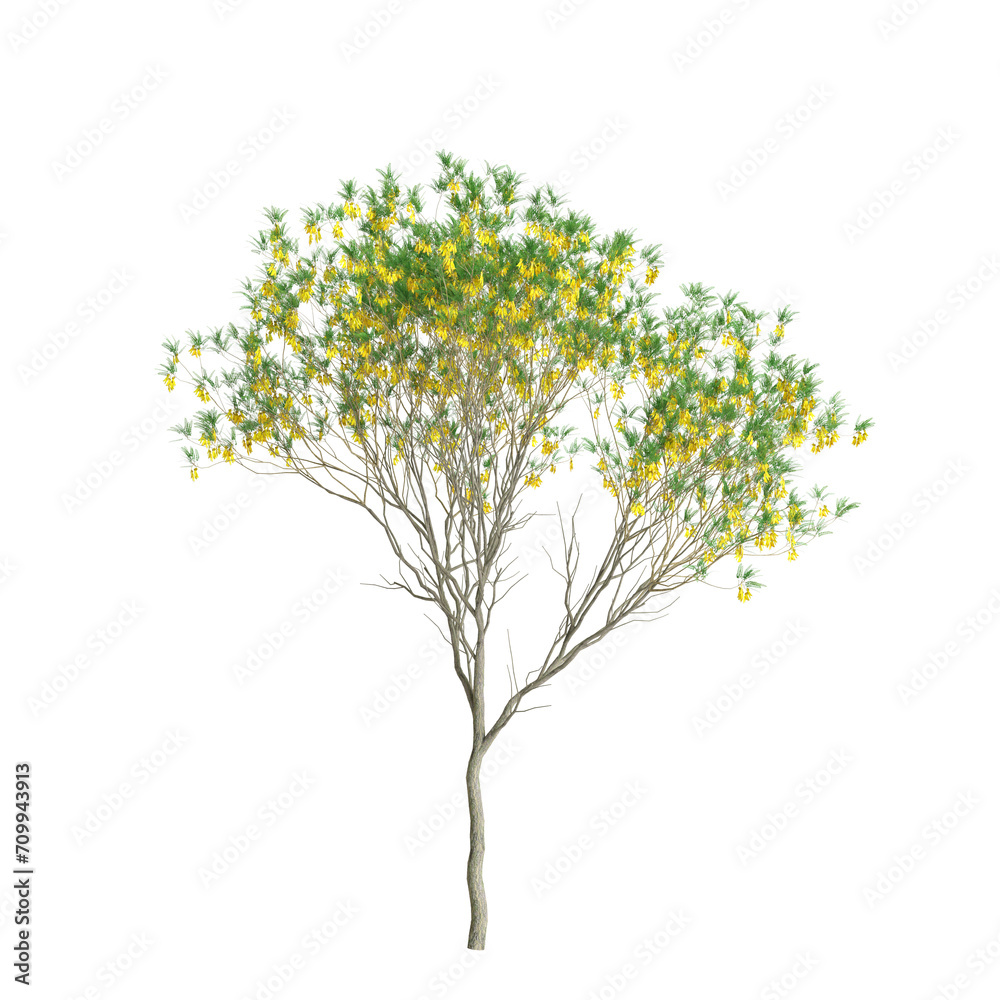 3d illustration of Sophora microphylla trees isolated on transparent background