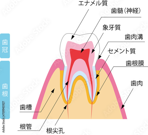 歯の断面のイラスト
