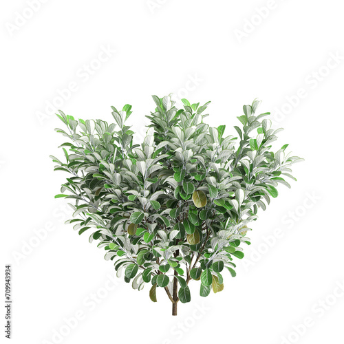 3d illustration of Pittosporum crassifolium tree isolated on transparent background