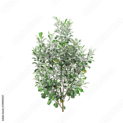3d illustration of Pittosporum crassifolium tree isolated on transparent background