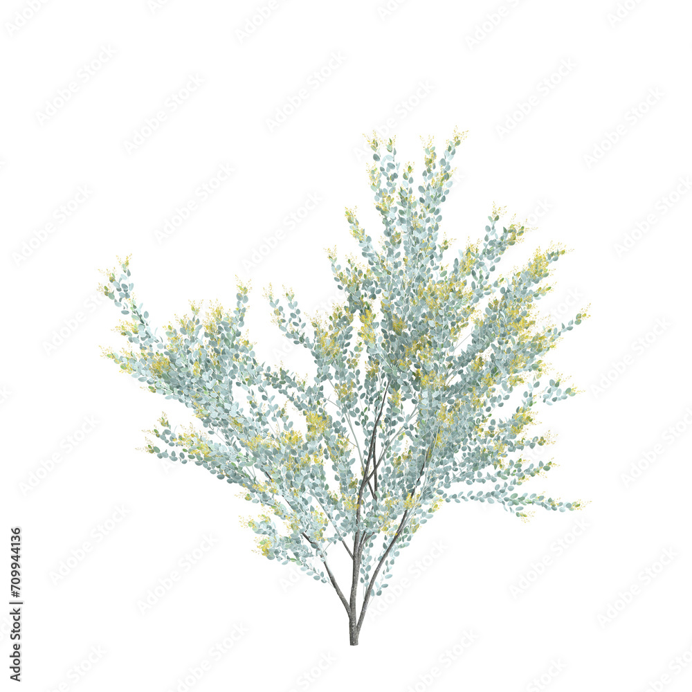 3d illustration of Acacia podalyriifolia tree isolated on transparent background
