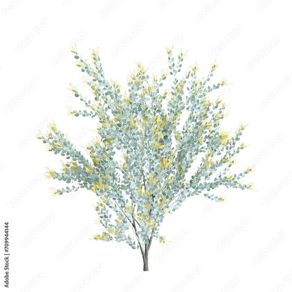3d illustration of Acacia podalyriifolia tree isolated on transparent background