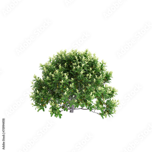 3d illustration of Pittosporum tenuifolium tree isolated on transparent background