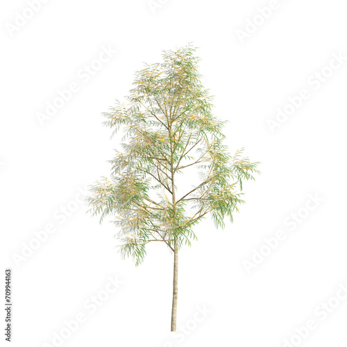 3d illustration of Grevillea robusta tree isolated on transparent background