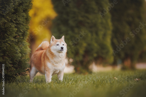 a dog of the Shiba Inu breed. The dog is in the park. Shiba inu in nature.