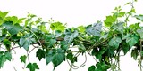 Lush forest foliage of three-leaved wild vine cayratia or bush grape liana ivy plant intertwined with long pepper plant in natural setting isolated on white with clipping path.