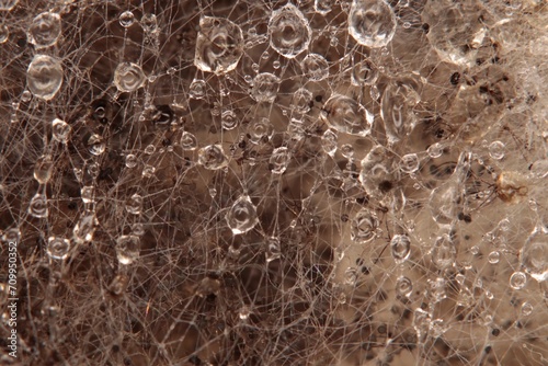 Mold with visible water droplets