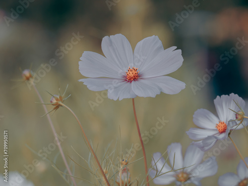 beautiful white flower in the nature