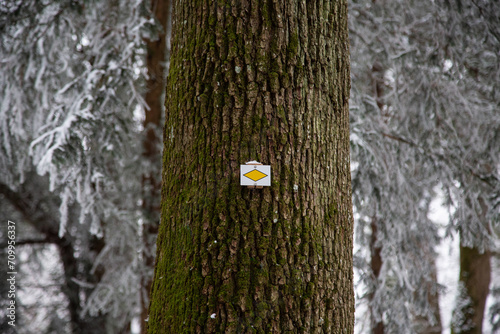 a yellow tourist trail sign on the tree in winter forest