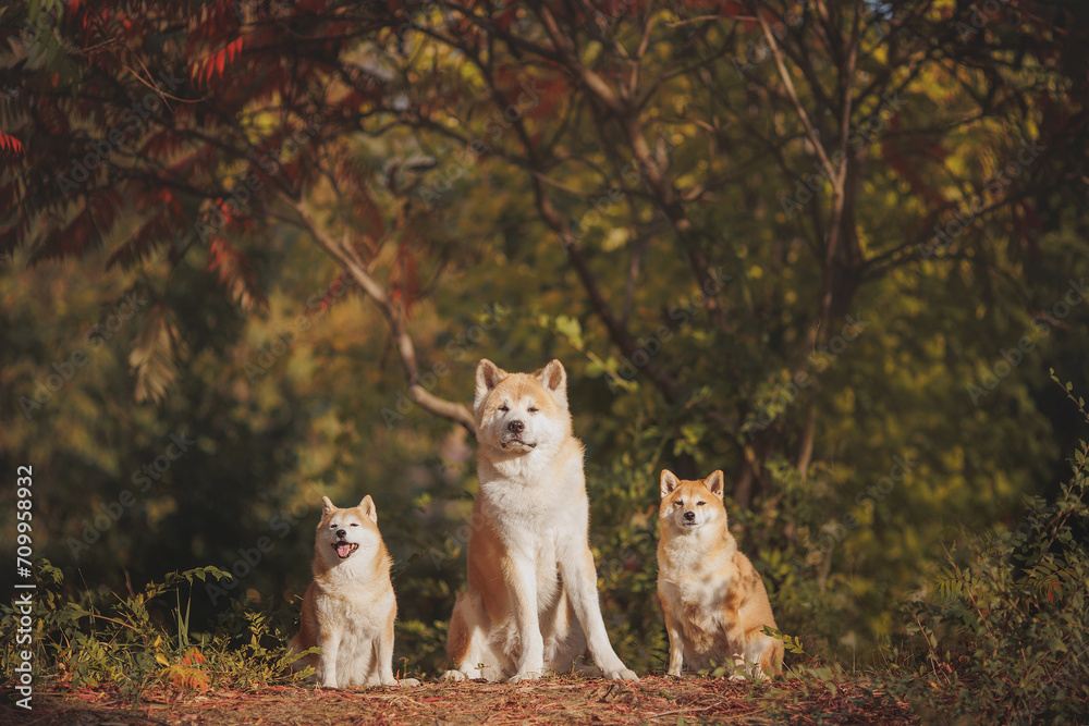 Obraz premium an Akita breed dog. The dog is in the park. Akita inu in nature.