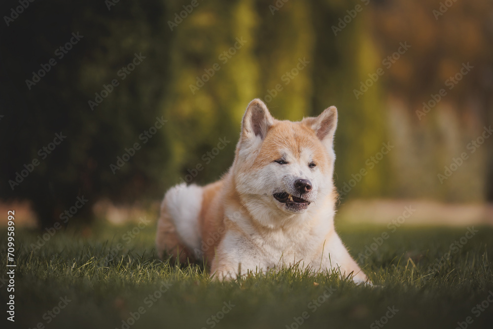 an Akita breed dog. The dog is in the park. Akita inu in nature. an Akita breed dog. The dog is in the park. Akita inu in nature.
