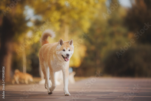 an Akita breed dog. The dog is in the park. Akita inu in nature.
