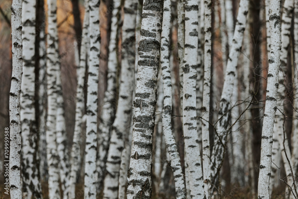 Fototapeta premium Beautiful spring scene of birch forest with sunset, autumn trees landscape