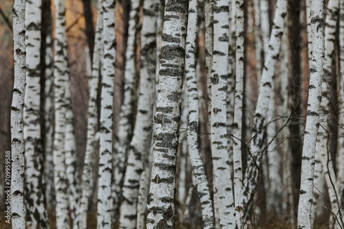 Beautiful spring scene of birch forest with sunset  autumn trees landscape 