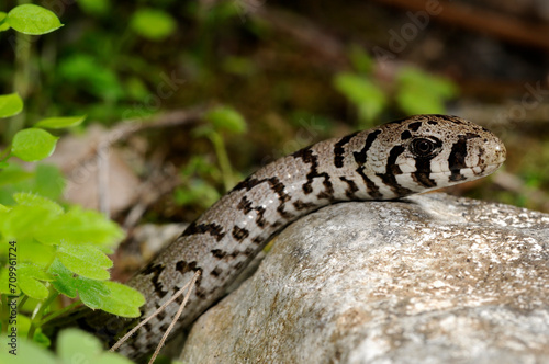 Scheltopusik im Jugendkleid // juvenile European glass lizard, Sheltopusik (Pseudopus apodus) - Peloponnes, Griechenland photo