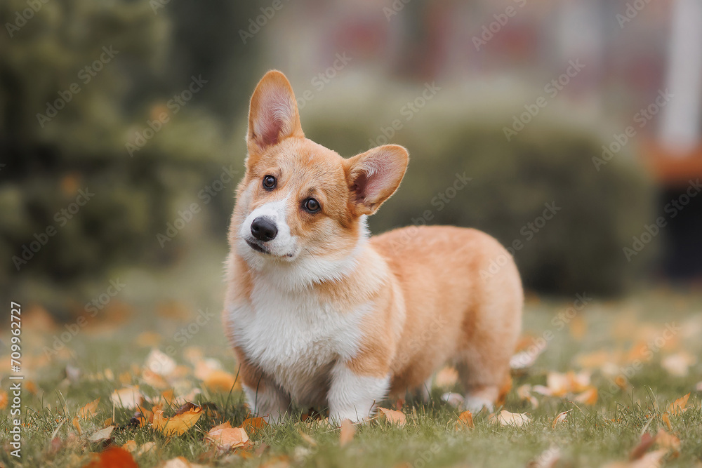 A Welsh Corgi Cardigan puppy in the park. Portrait of a smiling dog Welsh Corgi Pembroke A Welsh Corgi Cardigan puppy in the park. Portrait of a smiling dog Welsh Corgi Pembroke