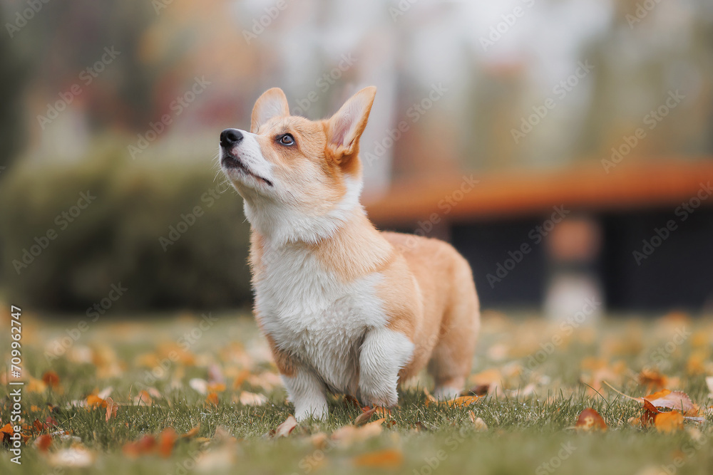A Welsh Corgi Cardigan puppy in the park. Portrait of a smiling dog Welsh Corgi Pembroke A Welsh Corgi Cardigan puppy in the park. Portrait of a smiling dog Welsh Corgi Pembroke