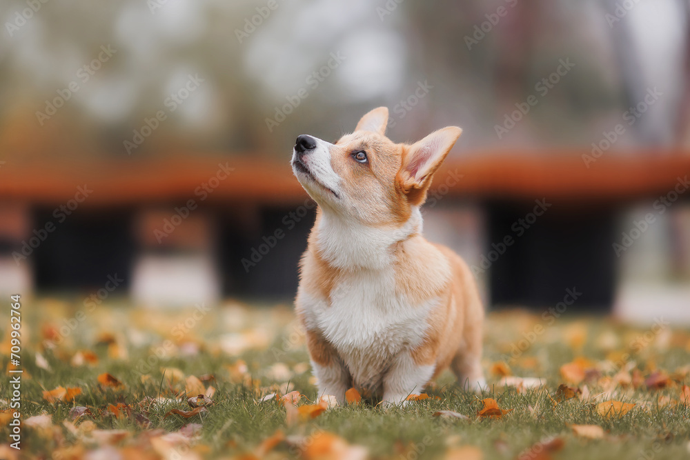 A Welsh Corgi Cardigan puppy in the park. Portrait of a smiling dog Welsh Corgi Pembroke A Welsh Corgi Cardigan puppy in the park. Portrait of a smiling dog Welsh Corgi Pembroke