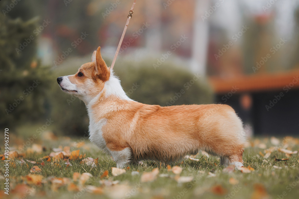 A Welsh Corgi Cardigan puppy in the park. Portrait of a smiling dog Welsh Corgi Pembroke A Welsh Corgi Cardigan puppy in the park. Portrait of a smiling dog Welsh Corgi Pembroke