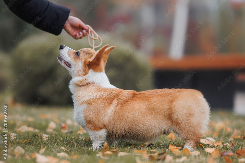A Welsh Corgi Cardigan puppy in the park. Portrait of a smiling dog Welsh Corgi Pembroke A Welsh Corgi Cardigan puppy in the park. Portrait of a smiling dog Welsh Corgi Pembroke