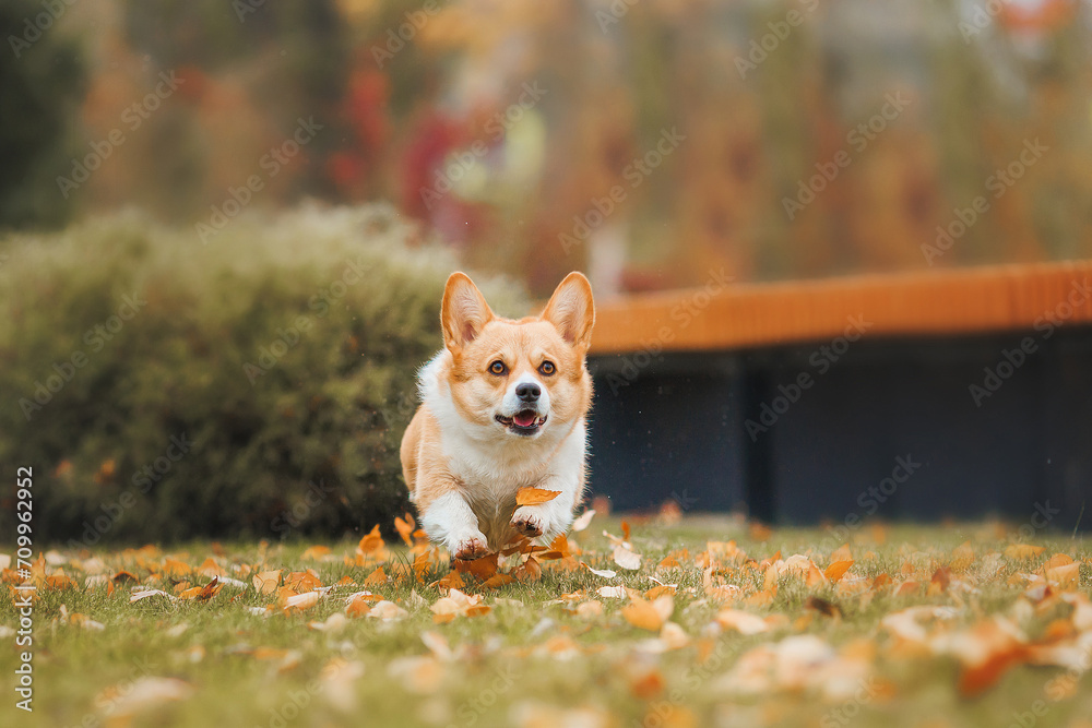 A Welsh Corgi Cardigan puppy in the park. Portrait of a smiling dog Welsh Corgi Pembroke A Welsh Corgi Cardigan puppy in the park. Portrait of a smiling dog Welsh Corgi Pembroke