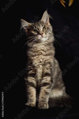 Close-up Portrait of Adorable Maine Coon Cat Stare up Isolated on Black Background, Front view © Svetlana Golovko