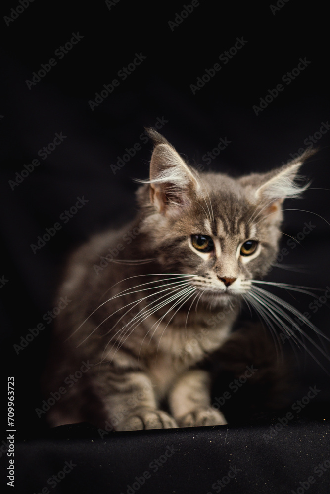 Close-up Portrait of Adorable Maine Coon Cat Stare up Isolated on Black Background, Front view