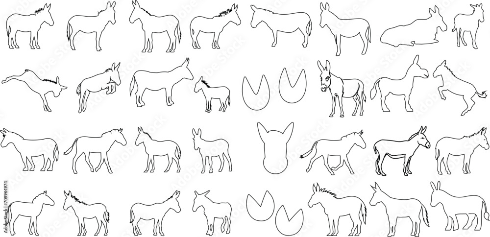 Vector donkey outline set, multiple poses, clear background. Perfect for web design, educational material, graphic projects. Detailed black line art, standing and walking donkeys