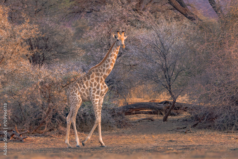 Early morning sunlight paints a gorgeous safari backdrop for a giraffe. Early morning sunlight paints a gorgeous safari backdrop for a giraffe.