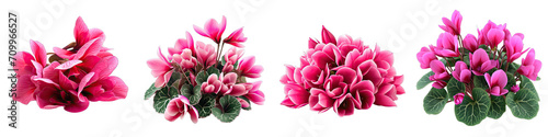 Cyclamen   Flower Pile Of Heap Of Piled Up Together Hyperrealistic Highly Detailed Isolated On Transparent Background Png File