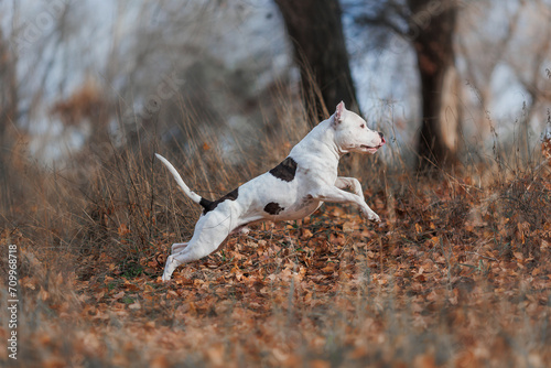 american staffordshire terrier in the park autumn