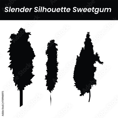  Slender Silhouette  American sweetgum
