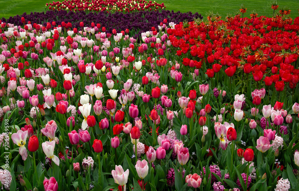 Tulips flowers blooming in the spring