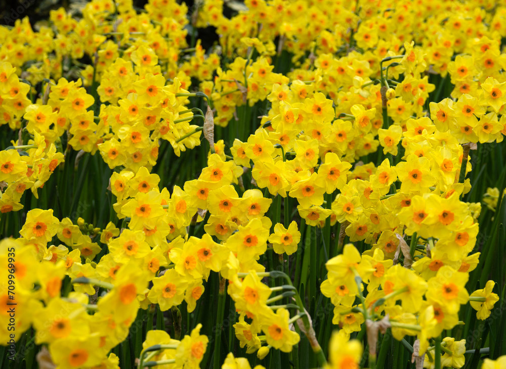 Yellow narcissus in the park.