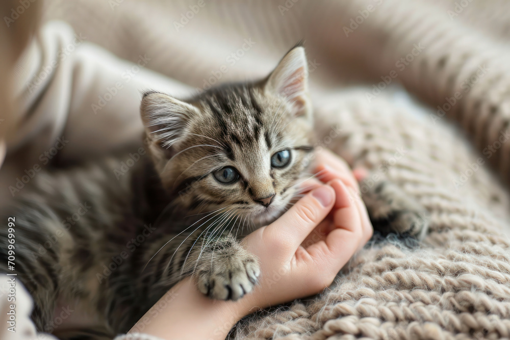 Cute little tabby kitten with child's hands. Cute little tabby kitten with child's hands.