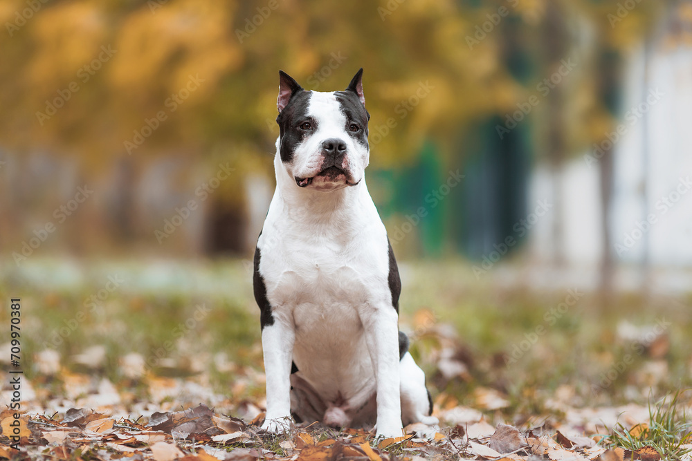 american staffordshire terrier in the park autumn american staffordshire terrier in the park autumn